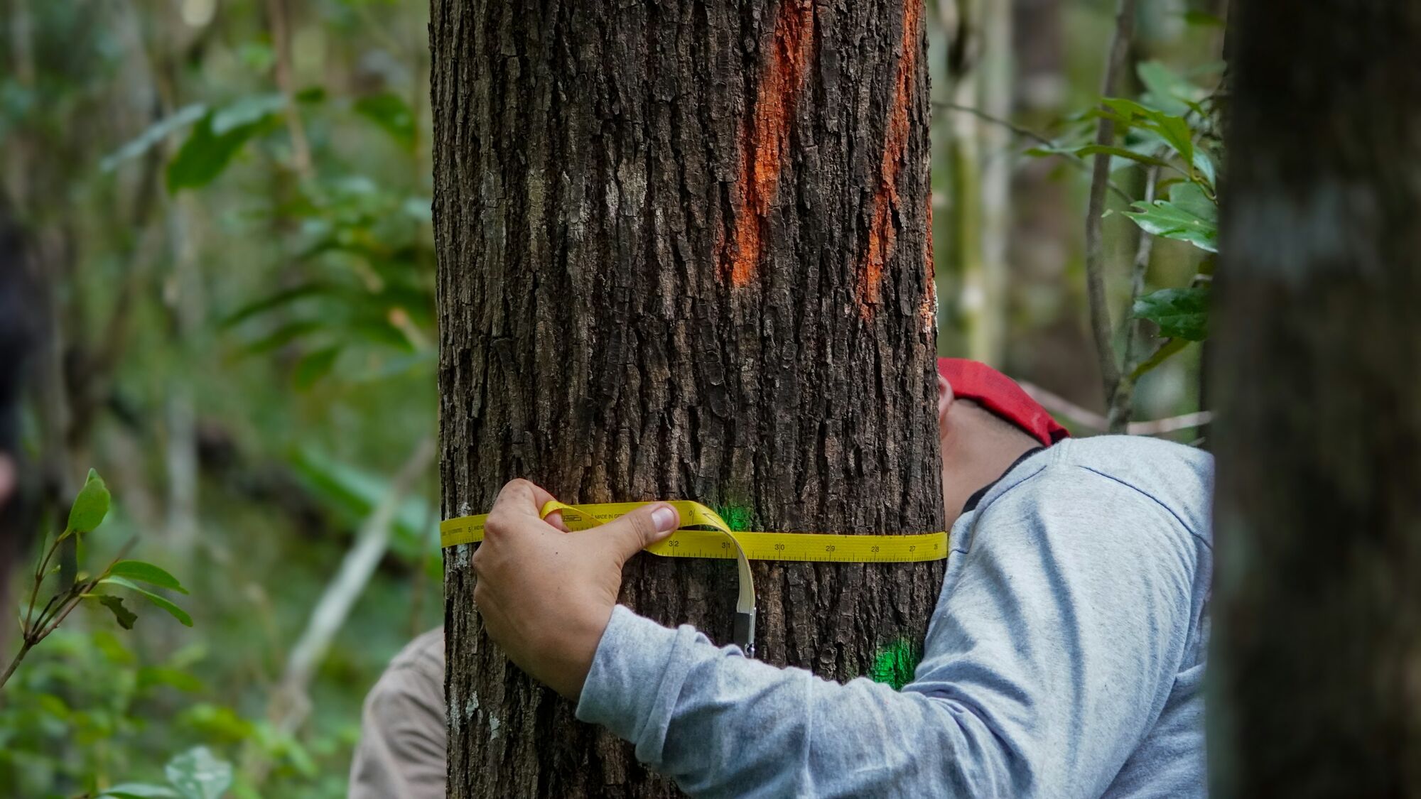 A diameter tape wrapped around a marked hardwood trunk at chest height