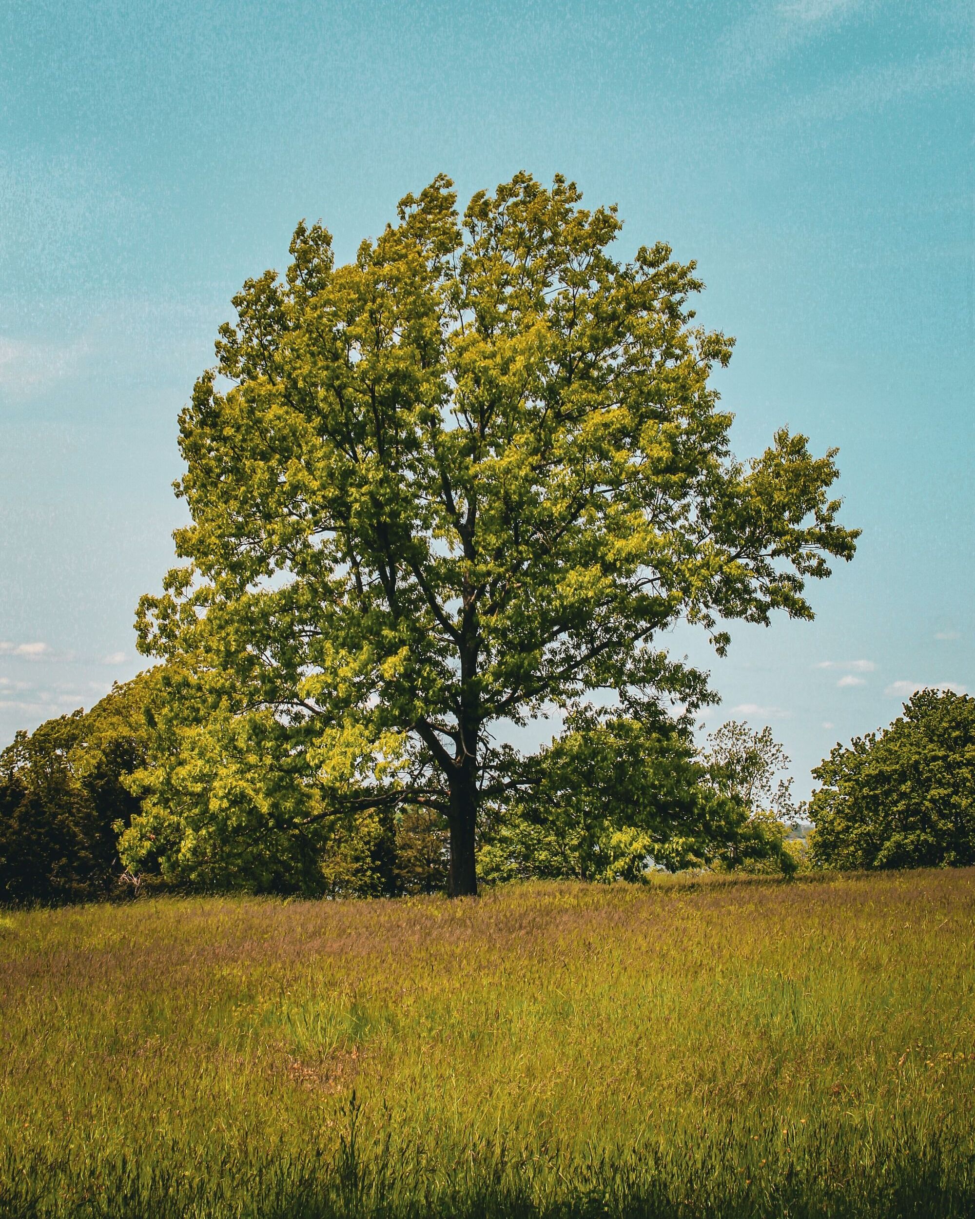 A tree grown in the open in a meadow: a short trunk and a broad crown that starts low