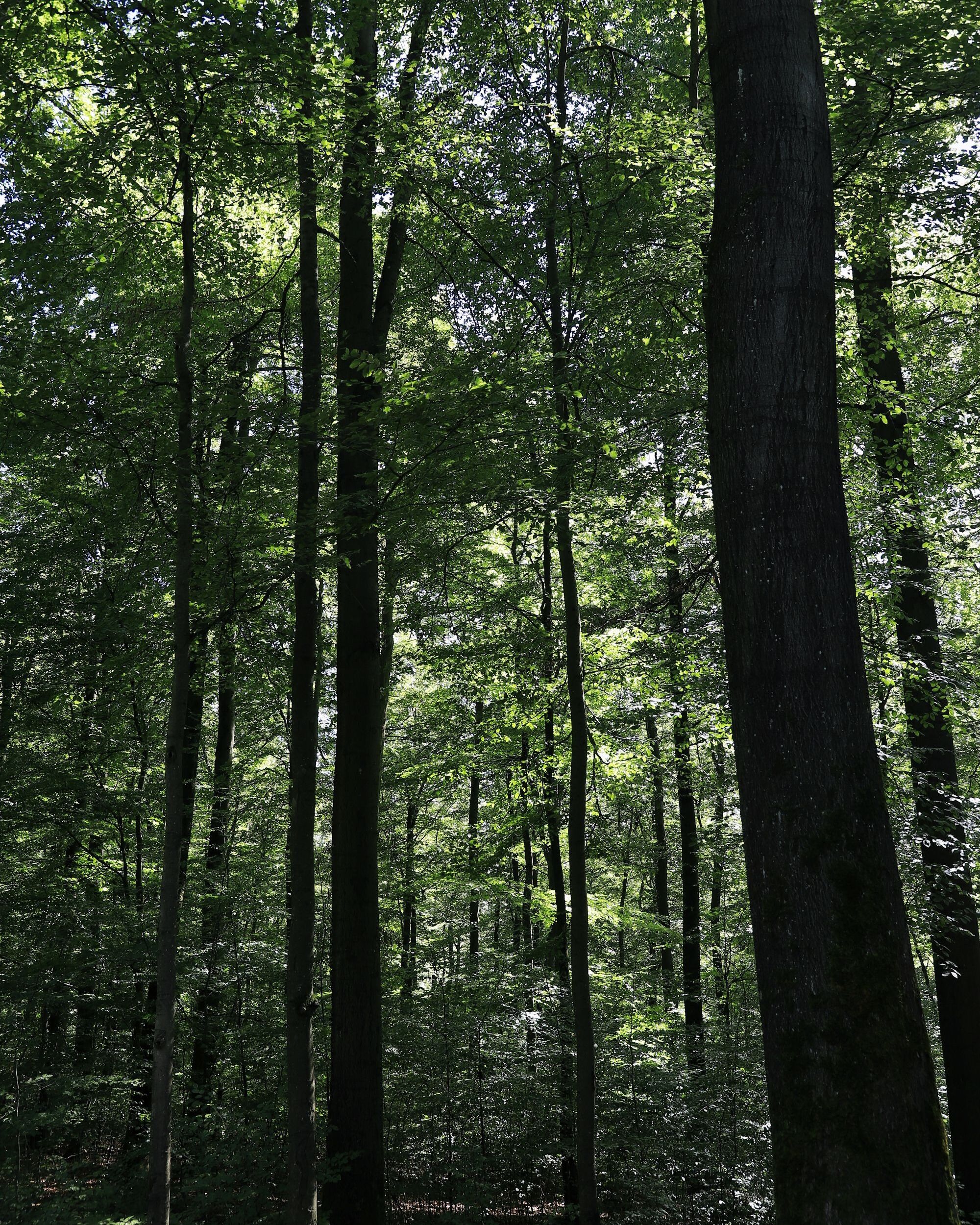 A hardwood grown in the woods: a tall, straight, limb-free trunk rising out of the frame to a crown high above