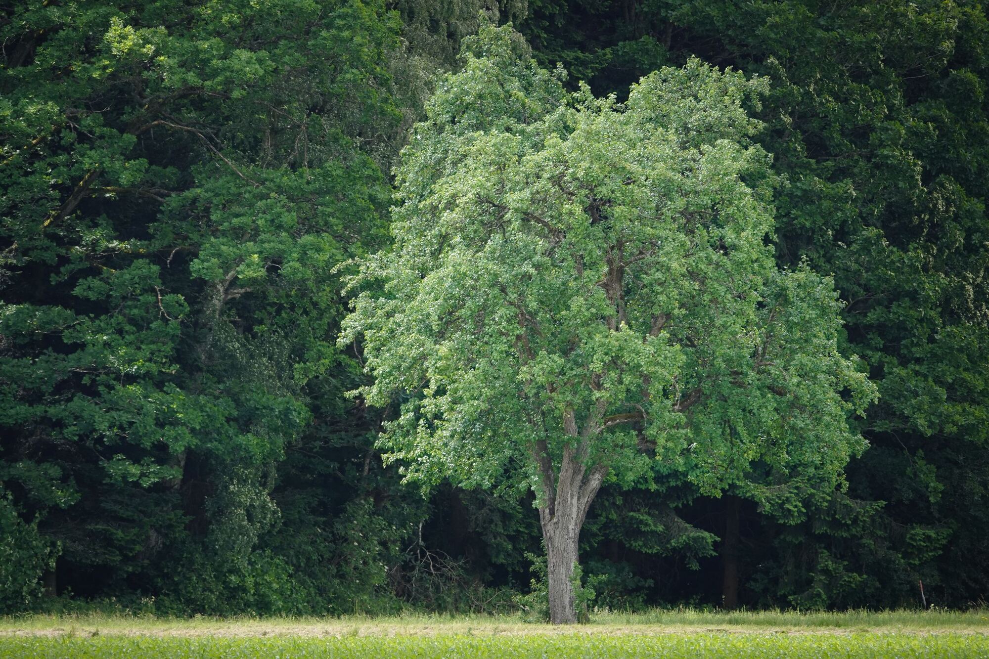 A mature walnut standing at the edge of a field