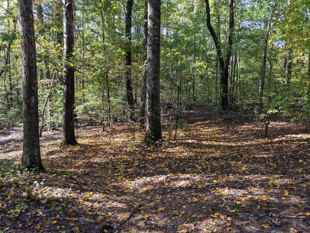 Interior of a mixed hardwood woodlot in leaf